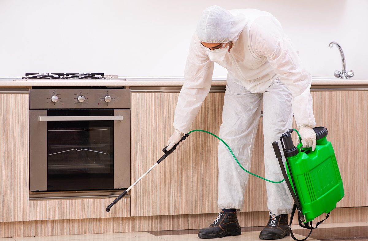 Professional contractor doing pest control at kitchen